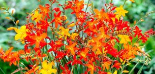 Beschrijving en kenmerken van groeiende Japanse gladiolen, planten en verzorgen