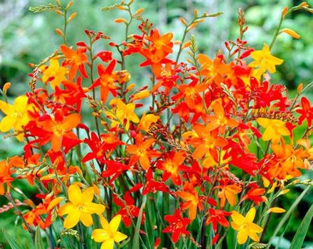 Beskrivning och funktioner för växande japansk gladioli, plantering och vård