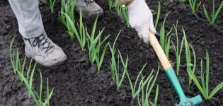 Tehnologie pentru cultivarea și îngrijirea usturoiului de iarnă pe câmp deschis