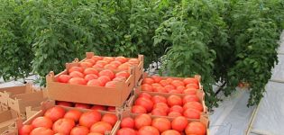 Caratteristiche e descrizione della varietà di pomodoro Summer Garden