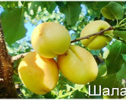 Opis i karakteristike sorte marelice Shalakh Ananas i Tsurupinsky, prinos i uzgoj