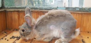 Prečo sa mení dekoratívny králičkový prístrešok, typy srsti a starostlivosť o ne