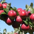 Ktoré odrody jabloní sa pestujú v Urali lepšie, možnosti výberu a vlastnosti druhov