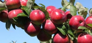 Vilka sorter av äppelträd är bättre att plantera i Ural, egenskaperna för valet och arten