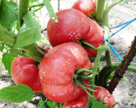 Charakteristika a popis odrůdy rajčat Raspberry zázrak, jeho výnos
