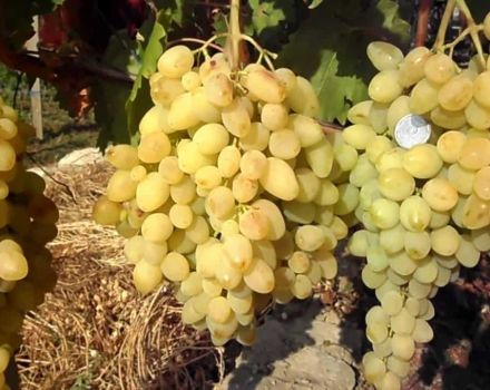 Descripción y características de la esperada variedad de uva, rendimiento y cultivo