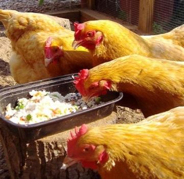 Paprastas receptas, kaip padidinti kiaušinių gamybą namuose