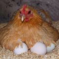 كم عدد الأيام أو الأيام التي تستغرقها الدجاجة لتفقيس الدجاج ، توصيات لاختيار البيض