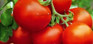 Egenskaper och beskrivning av tomatsorter Polar tidig mogning och Polarnik, deras utbyte