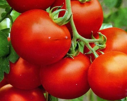 Kenmerken en beschrijving van tomatenrassen Polaire vroege rijping en Polyarnik, hun opbrengst