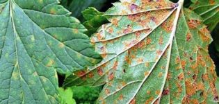 Measures to combat rust on currants, treatment with drugs and folk remedies