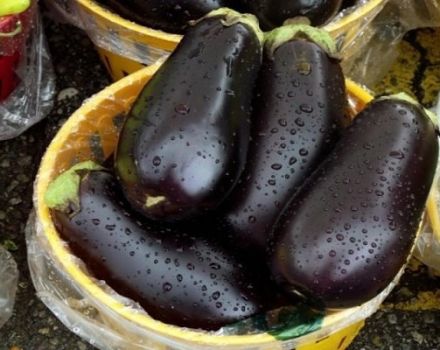 Description et caractéristiques de l'aubergine Vera, rendement, culture et entretien