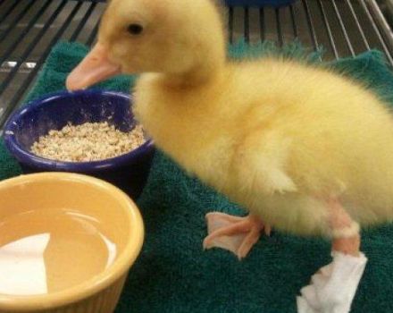 Was tun zu Hause, wenn eine Ente ein verstauchtes oder gebrochenes Bein und Symptome hat?