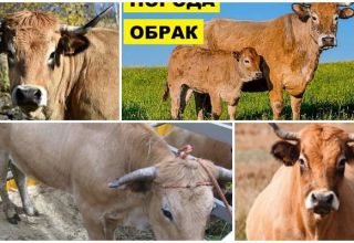 Опис и карактеристике крава обрак, правила за њихово одржавање