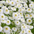 Description et caractéristiques du chrysanthème vierge, 8 meilleures variétés et leur culture