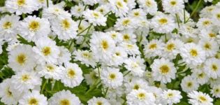 Descrizione e caratteristiche del crisantemo nubile, delle 8 migliori varietà e della loro coltivazione