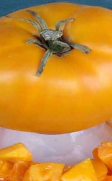Opis odrody paradajok Pozlátený belyash a jeho vlastnosti