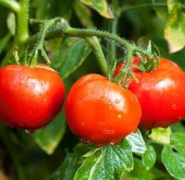 Opis odrody paradajok Sama rastie, jeho vlastnosti a výnos