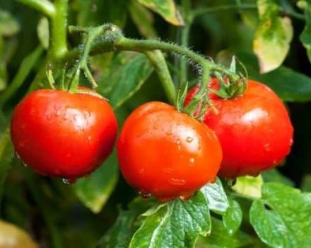 Opis odmiany pomidora Sam rośnie, jej cechy i wydajność