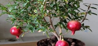 Regels voor het planten en verzorgen van granaatappel binnenshuis en methoden om thuis te kweken