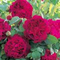 Beskrivning av de bästa sorterna av engelska rosor, odling och skötsel, reproduktion