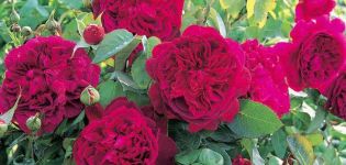 Descripción de las mejores variedades de rosas inglesas, cultivo y cuidado, reproducción.