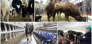 Varför och hur många gånger om året bedöms boskap och utvärderingskriterier