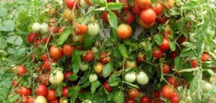 Eigenschaften und Beschreibung der Tomatensorte Babushkina Pride, deren Ertrag