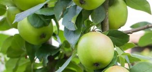 Descrizione della varietà di melo Sverdlovchanin, vantaggi e svantaggi, maturazione e fruttificazione