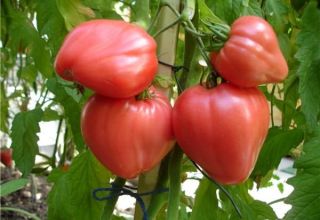 Pomidorų veislės Tolstushka charakteristika ir aprašymas, derlius