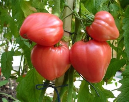 Charakteristika a opis odrody rajčiaka Tolstushka, jeho výnos