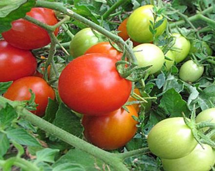 Pomidorų veislės „Milashka“ aprašymas, jo savybės ir derlius