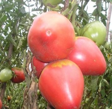 Pomidorų veislės „Eagle Heart“ aprašymas, auginimo ir priežiūros ypatybės
