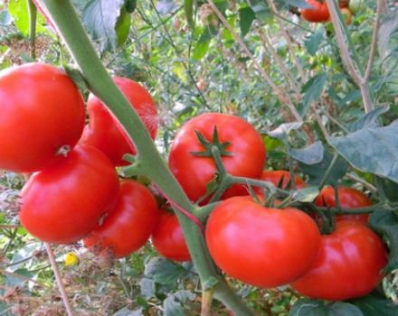 Pomidorų veislės „Korneevsky“ aprašymas ir savybės
