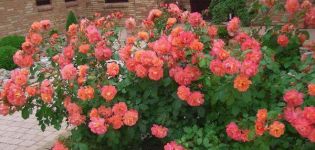 Description des variétés de rosiers à pulvériser, règles de plantation et d'entretien en plein champ