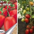 Description of the tomato variety Tsar Peter and its characteristics