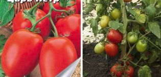 Description de la variété de tomate Tsar Peter et de ses caractéristiques