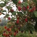 Popis odrůd červených malin, nejlepších velkoplodých a zbytkových druhů