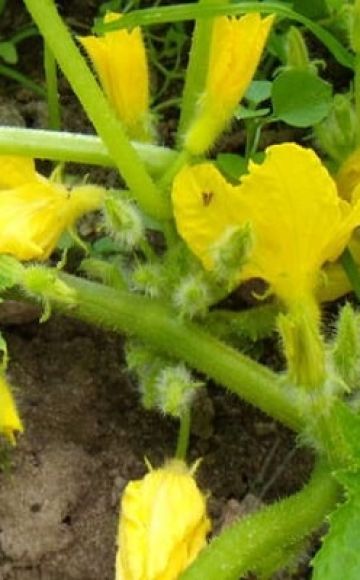 Hvorfor meloner ikke er bundet og tomme blomster er på dem, grunde og hvad de skal gøre
