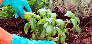 Hur man växer ordentligt och tar hand om basilika i ett växthus