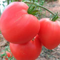 Augošo tomātu šķirnes, īpašību un īpašību apraksts Rozā sirds