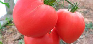 Descrizione della varietà, caratteristiche e caratteristiche del pomodoro in crescita Cuore rosa