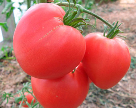 Beskrivning av variation, egenskaper och egenskaper hos odling av tomatrosa hjärta