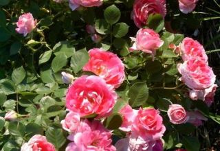 Descripción de las variedades de rosas Pulverizar, plantar y cuidar en campo abierto para principiantes.