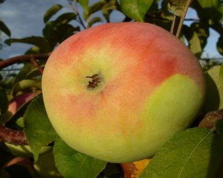 Detaljerad beskrivning och huvudegenskaper för Martovskoe äppelsort
