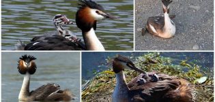 Opis i staništa patke, divlje životinje i način prehrane