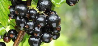 Beskrivning och egenskaper hos vinbärsorter Skatt, odling och vård
