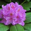 Liečivé vlastnosti a kontraindikácie rododendronu, použitie v tradičnej medicíne