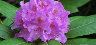 Medicinske egenskaber og kontraindikationer af rhododendron, brug i traditionel medicin
