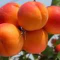 Description and characteristics of the Favorite apricot variety, history and features of cultivation